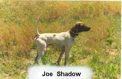 HOF CH JOE'S SHADOW