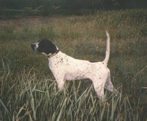 HOF CH FIDDLERS ACE