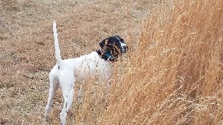 PUPPY PICS